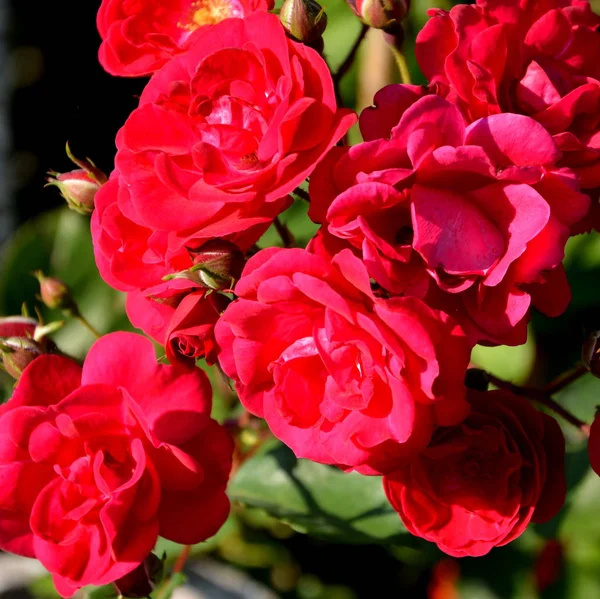 Red Begonia Water Drops Nice Flowers Garden Midsummer Sunny Day — Stock Photo, Image