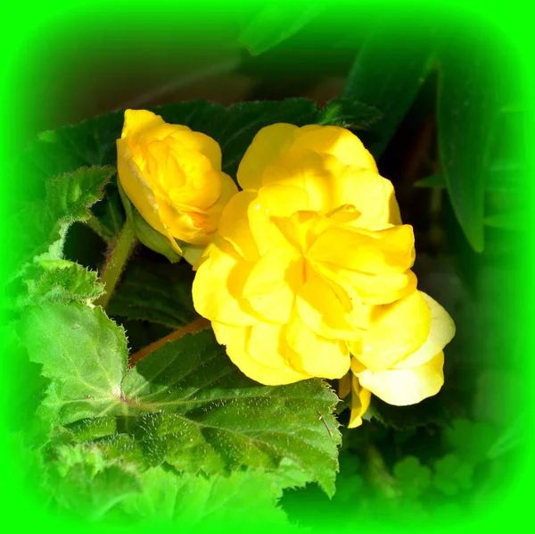 Yellow Begonia Water Drops Nice Flowers Garden Midsummer Sunny Day — Stock Photo, Image