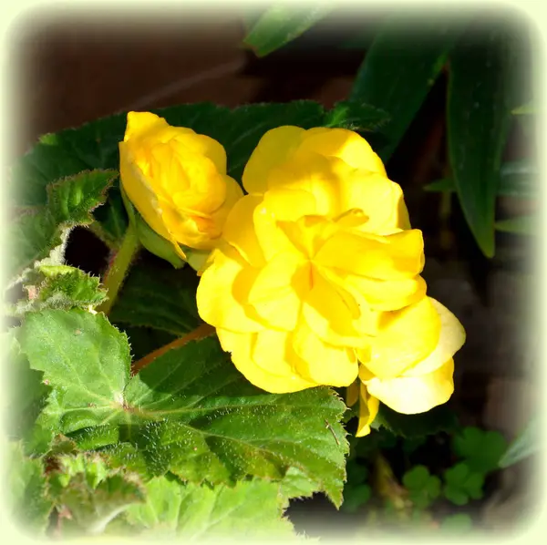 Yellow Begonia Water Drops Nice Flowers Garden Midsummer Sunny Day — Stock Photo, Image