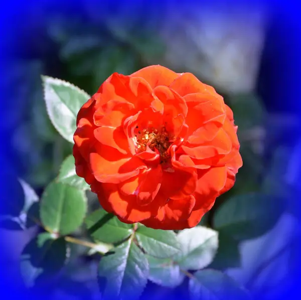 Rose Schöne Blumen Garten Hochsommer Einem Sonnigen Tag Grüne Landschaft — Stockfoto