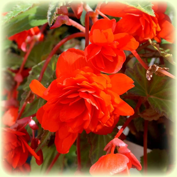 Красная Бегония Красивые Цветы Саду Середине Лета Солнечный День Зеленый — стоковое фото