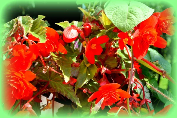 赤いベゴニア 真夏の晴れた日に庭の素敵な花 緑の風景 — ストック写真