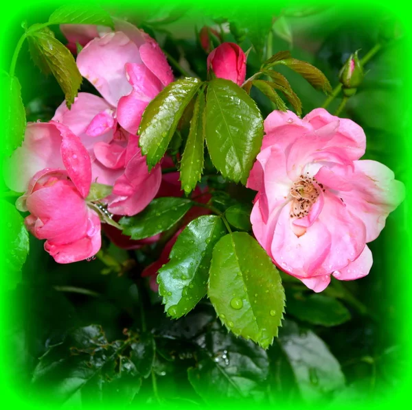 Rosas Flores Bonitas Jardim Meados Verão Dia Ensolarado Paisagem Verde — Fotografia de Stock