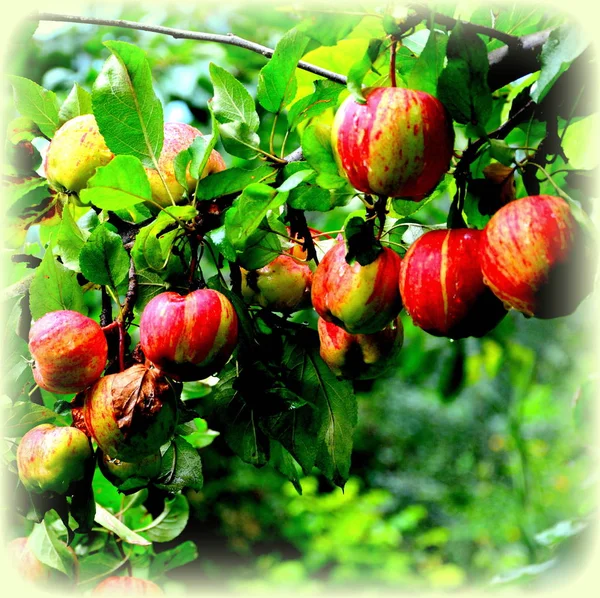 Frukt Galenskap Små Äpplen Ett Äppelträd Orchard Början Sommaren — Stockfoto