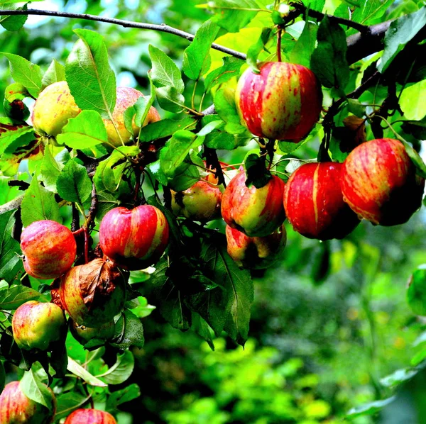 Fruchtwahnsinn Kleine Äpfel Einem Apfelbaum Obstgarten Frühsommer — Stockfoto