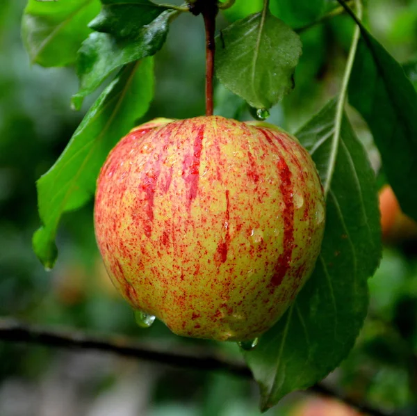 Loucura Fruta Pequenas Maçãs Uma Árvore Maçã Pomar Início Verão — Fotografia de Stock