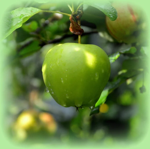 Maçã Solitária Appletree Primavera Pomar Gotas Água — Fotografia de Stock