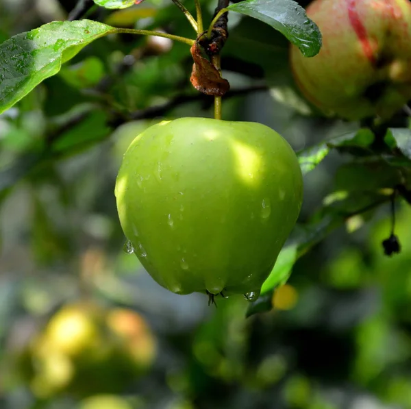 Μοναχικό Μήλο Appletree Την Άνοιξη Στο Περιβόλι Σταγόνες Νερού — Φωτογραφία Αρχείου
