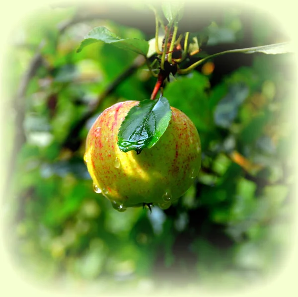 Μοναχικό Μήλο Appletree Την Άνοιξη Στο Περιβόλι Σταγόνες Νερού — Φωτογραφία Αρχείου