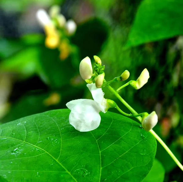 Bean flowers. Nice flowers in the garden in midsummer, in a sunny day. Green landscape