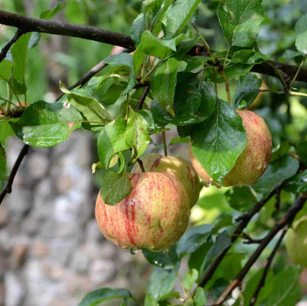 Fruit madness. Small apples in an apple tree in orchard, in early summer