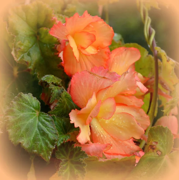 Červené Oranžové Nádherné Begonia Pěkné Květiny Zahradě Letní Slunovrat Slunečný — Stock fotografie