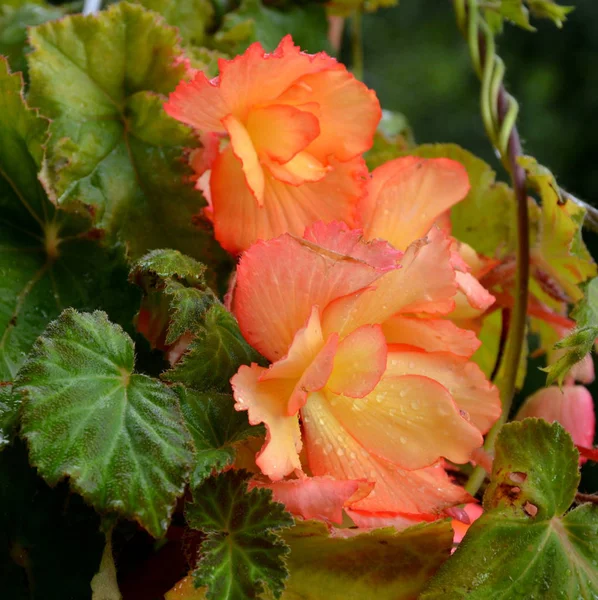 Bégonia Merveilleuse Rouge Orange Jolies Fleurs Dans Jardin Milieu Été — Photo