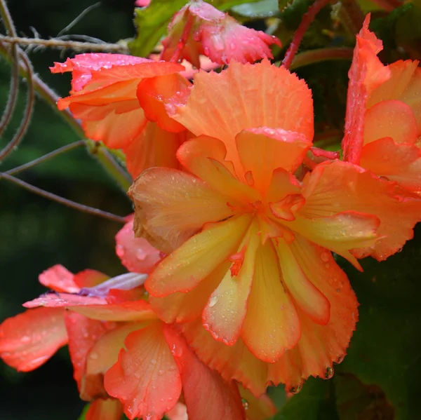 Red Orange Wonderful Begonia Nice Flowers Garden Midsummer Sunny Day — Stock Photo, Image