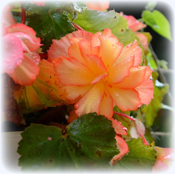 红色和橙色美妙的海棠 在一个阳光明媚的日子里 在花园里有美丽的花 绿色景观 — 图库照片