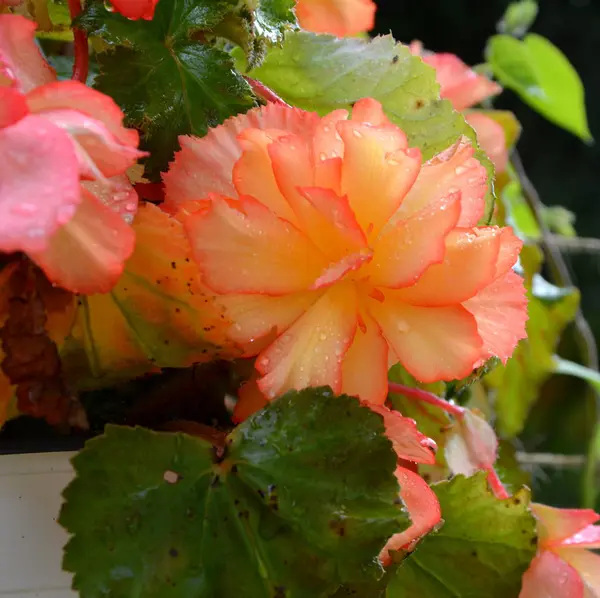 红色和橙色美妙的海棠 在一个阳光明媚的日子里 在花园里有美丽的花 绿色景观 — 图库照片