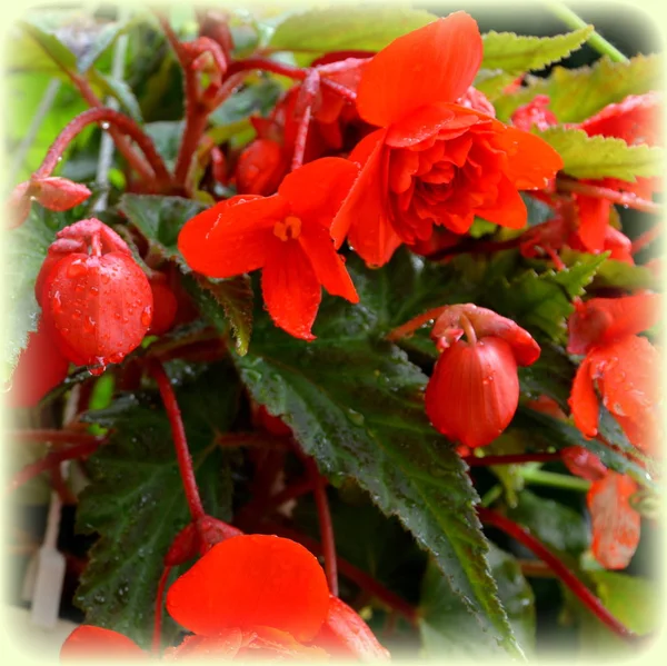 Röda Och Orange Underbara Begonia Fina Blommor Trädgården Midsommar Solig — Stockfoto