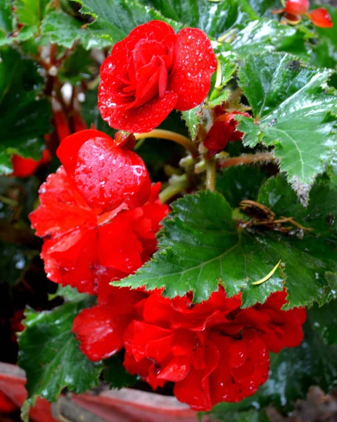 Bégonia Merveilleuse Rouge Orange Jolies Fleurs Dans Jardin Milieu Été — Photo
