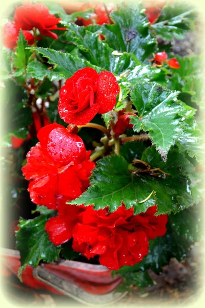 Röda Och Orange Underbara Begonia Fina Blommor Trädgården Midsommar Solig — Stockfoto