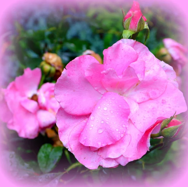 Rose Hezké Květiny Zahradě Uprostřed Léta Slunečného Dne Zelená Krajina — Stock fotografie