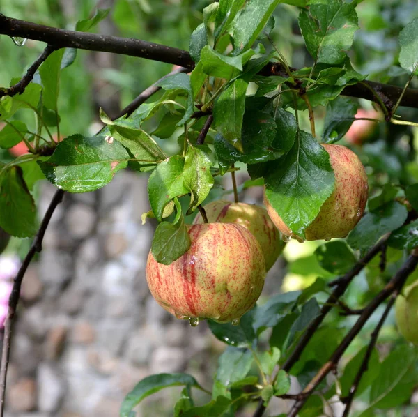 Loucura Fruta Pequenas Maçãs Uma Árvore Maçã Pomar Início Verão — Fotografia de Stock