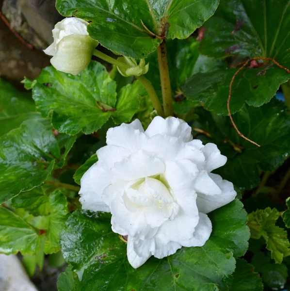 White Begonia Nice Flowers Garden Midsummer Sunny Day Green Landscape — Stock Photo, Image