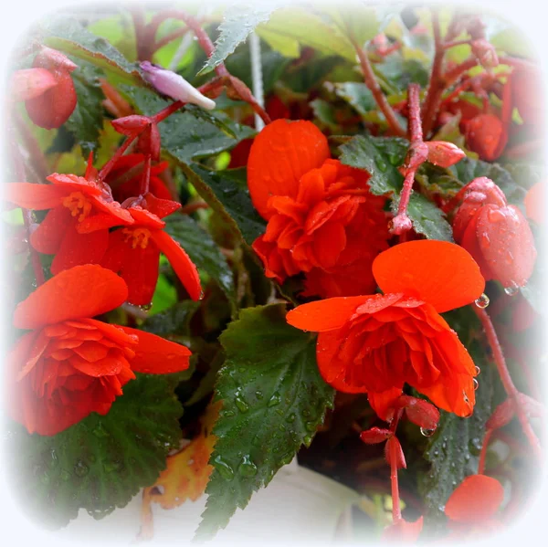 Begonia Red Orange Nice Flowers Garden Midsummer Sunny Day Green — Stock Photo, Image