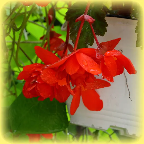 Begonia Rouge Orange Jolies Fleurs Dans Jardin Milieu Été Par — Photo