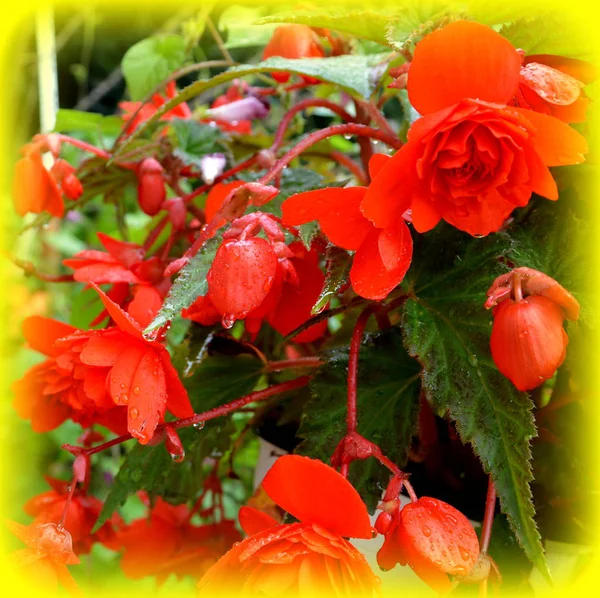 Бегония Красная Оранжевая Красивые Цветы Саду Середине Лета Солнечный День — стоковое фото