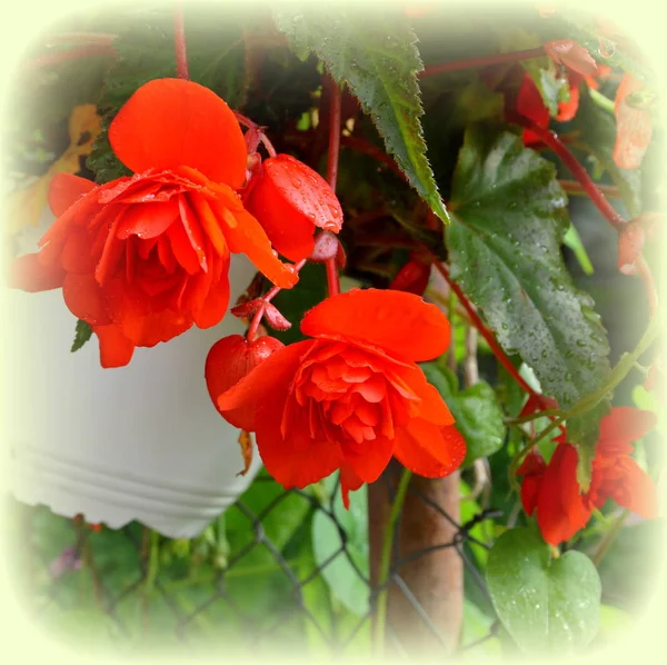 Begonia Red Orange Nice Flowers Garden Midsummer Sunny Day Green — Stock Photo, Image