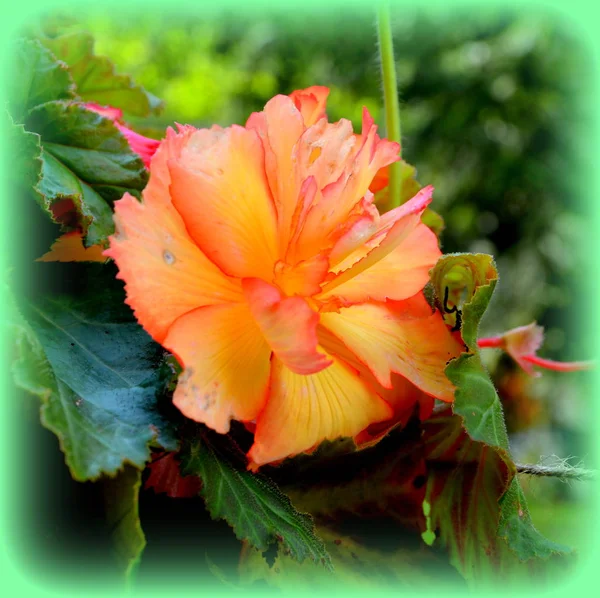 Begonia Roja Naranja Bonitas Flores Jardín Pleno Verano Día Soleado — Foto de Stock