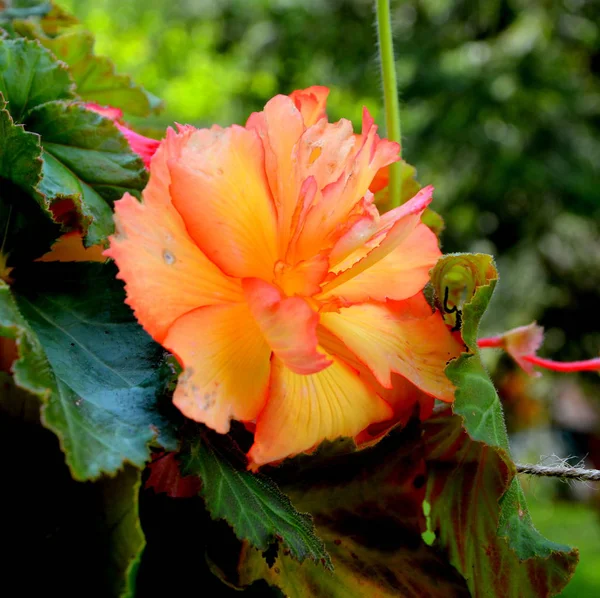 ベゴニア赤とオレンジ 真夏の晴れた日に庭の素敵な花 緑の風景 — ストック写真