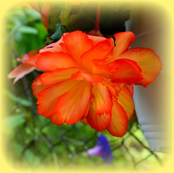Begonia Červené Oranžové Pěkné Květiny Zahradě Letní Slunovrat Slunečný Den — Stock fotografie