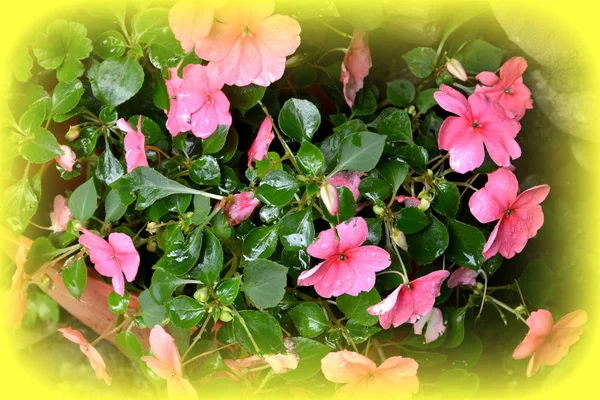 Красивые Цветы Саду Середине Лета Солнечный День Зеленый Пейзаж — стоковое фото