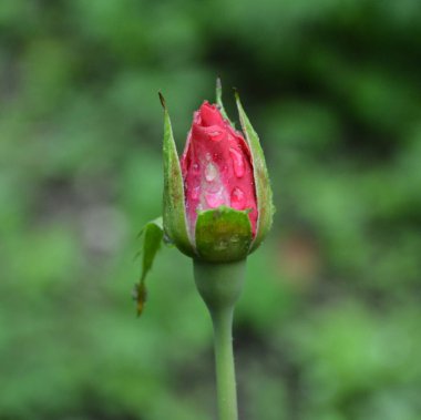 Yaz ortası, güneşli bir gün Bahçe en güzel çiçekler. Yeşil manzara