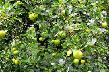 Meyve delilik. Küçük elma bahçesinde, yaz başında bir elma ağacının
