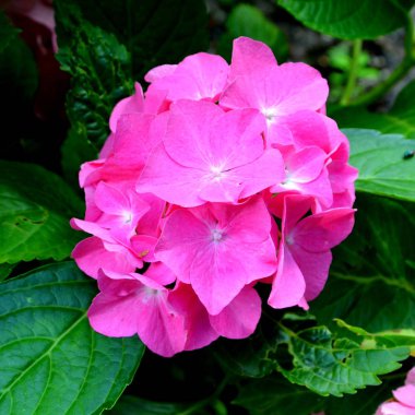 HORTENSIA. Yaz ortası, güneşli bir gün Bahçe en güzel çiçekler. Yeşil manzara