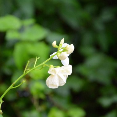 Yaz ortası, güneşli bir gün bahçede güzel beane çiçeklenir. Yeşil manzara