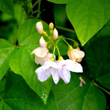 Fasulye. Yaz ortası, güneşli bir gün Bahçe en güzel çiçekler. Yeşil manzara