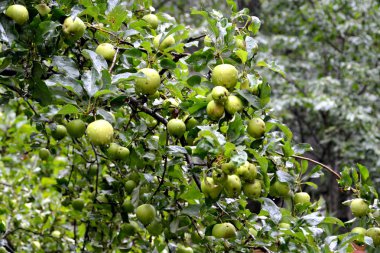 Meyve delilik. Küçük elma bahçesinde, yaz başında bir elma ağacının