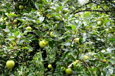 Meyve delilik. Küçük elma bahçesinde, yaz başında bir elma ağacının