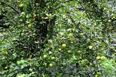 Meyve delilik. Küçük elma bahçesinde, yaz başında bir elma ağacının
