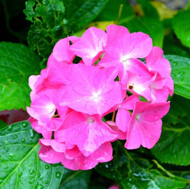 HORTENSIA. Yaz ortası, güneşli bir gün Bahçe en güzel çiçekler. Yeşil manzara