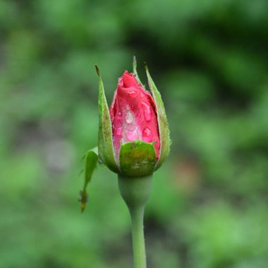 Rose ve su damla. Yaz ortası, güneşli bir gün Bahçe en güzel çiçekler. Yeşil manzara
