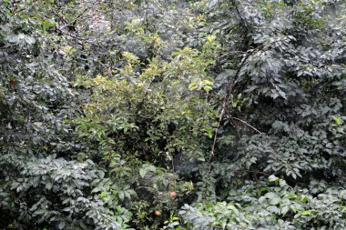 Romanya 'nın Transilvanya ormanlarındaki tipik manzara. Yazın ortasında, güneşli bir günde yeşil bir manzara.