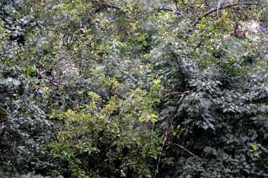 Romanya 'nın Transilvanya ormanlarındaki tipik manzara. Yazın ortasında, güneşli bir günde yeşil bir manzara.