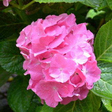 HORTENSIA. Yaz ortası, güneşli bir gün Bahçe en güzel çiçekler. Yeşil manzara