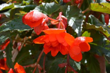 Begonya. Yaz ortası, güneşli bir gün Bahçe en güzel çiçekler. Yeşil manzara