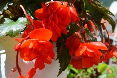 Begonya. Yaz ortası, güneşli bir gün Bahçe en güzel çiçekler. Yeşil manzara