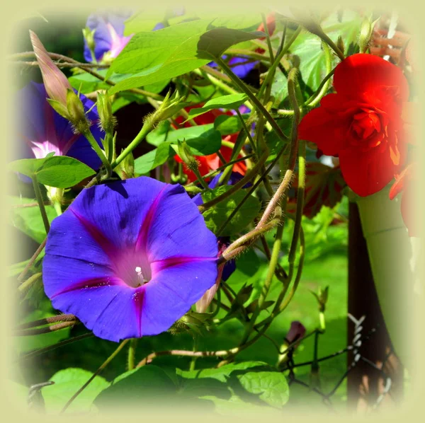 Maravillosa Gloria Matutina Bonitas Flores Jardín Pleno Verano Día Soleado — Foto de Stock
